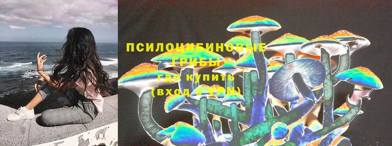 Псилоцибиновые грибы Cubensis  Краснообск 